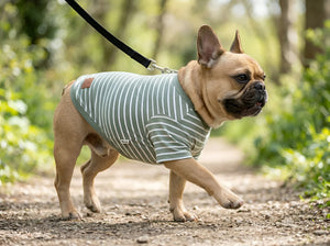 Why Comfortable Pet Clothes Matter