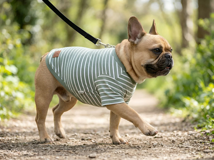 Why Comfortable Pet Clothes Matter