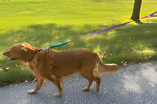 Safe Walks With Quality Leashes