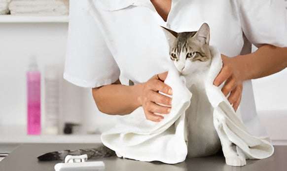 Keeping Pets Fresh And Clean